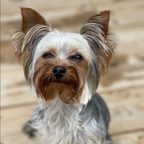 Meet your Posher, Adele - Picture 1 of 1